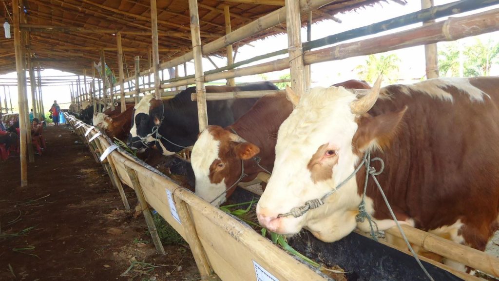 Sektor Peternakan BUMDes