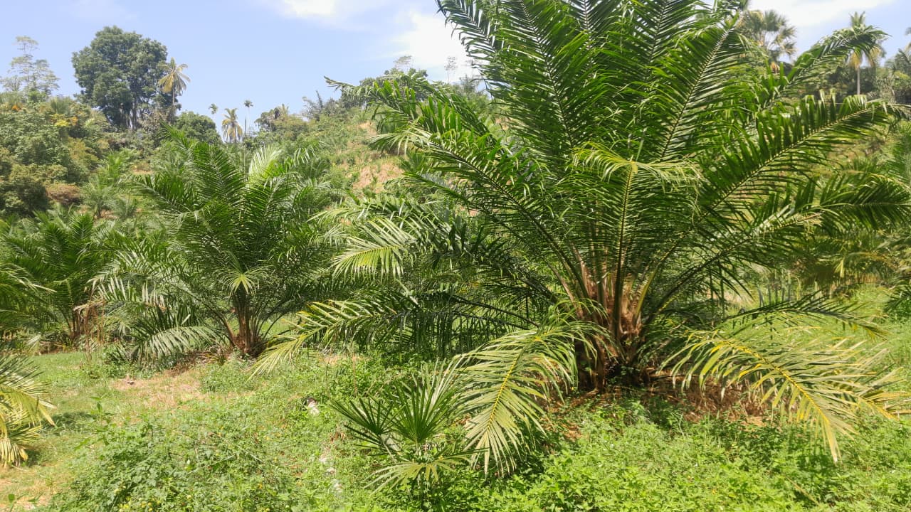 Sektor Perkebunan BUMDes